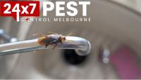 247 Cockroach Control Melbourne image 3